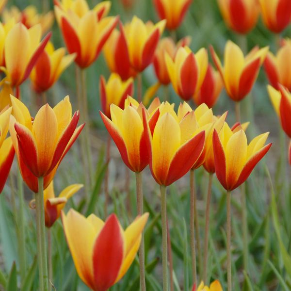 Tulipa clusiana var. chrysantha 'Tubergen's Gem'